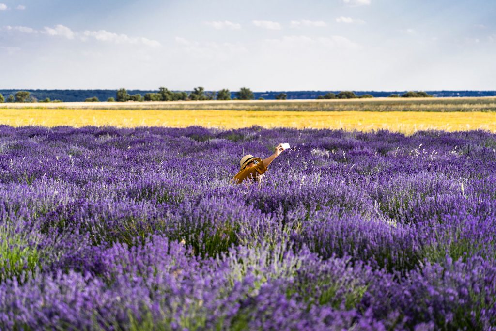 photo of bed of lavender flowers 1272574